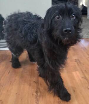 Australian Shepherd and Poodle Dogs Available for Adoption - Bella | PetCurious