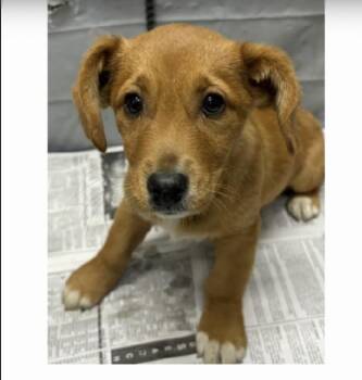 Terrier Dogs Available for Adoption - Begley | PetCurious