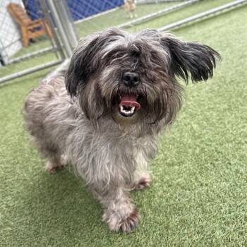 Izzy -  Terrier and Mixed Breed Dog for Adoption in Hawthorne, California - Izzy | PetCurious