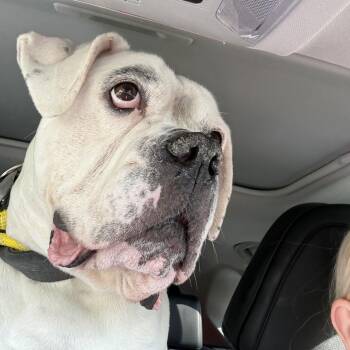 China -  American Bulldog Dog for Adoption in Parkton, Maryland - China | PetCurious