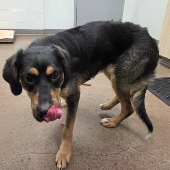 Margarita -  Shepherd Dog for Adoption in Chattanooga, Tennessee - Margarita | PetCurious