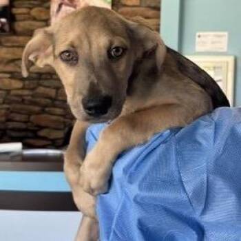 Sky -  Labrador Retriever and Mixed Breed Dog for Adoption in Springboro, Ohio - Sky | PetCurious