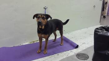 German Shepherd Dog and Mixed Breed Dogs Available for Adoption in Houston, Texas - CALLAHAN | PetCurious