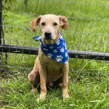 Granola -  Labrador Retriever Dog for Adoption in Austin, Texas - Granola | PetCurious