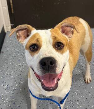 Athena -  Pit Bull Terrier and Mixed Breed Dog for Adoption in Yankton, South Dakota - Athena | PetCurious