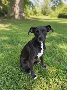 Leah -  Beagle Dog for Adoption in Panama City, Florida - Leah | PetCurious