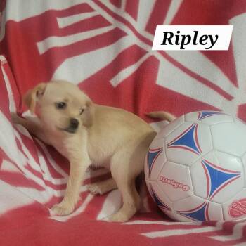 Chihuahua and Terrier Dogs Available for Adoption in Loves Park, Illinois - Ripley | PetCurious