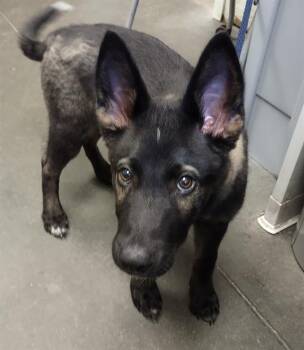 LUCKY -  German Shepherd Dog and Siberian Husky Dog for Adoption in Santa Cruz, California - LUCKY | PetCurious