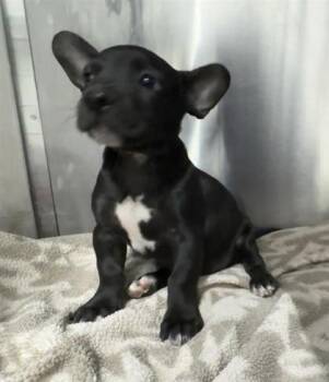 61804161 -  French Bulldog and Terrier Dog for Adoption in El Paso, Texas - 61804161 | PetCurious