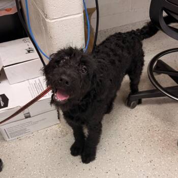 Ash -  Mixed Breed Dog for Adoption in Indianapolis, Indiana - Ash | PetCurious