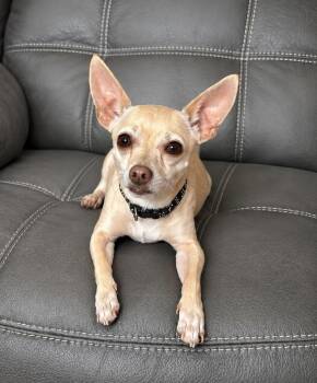 Chihuahua Dogs Available for Adoption in Princeton, Massachusetts - Chevy | PetCurious