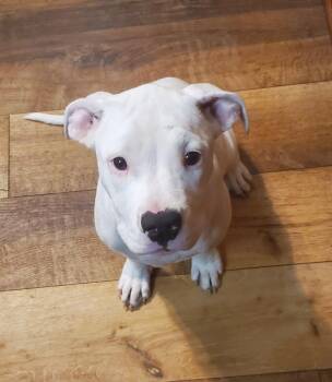 Daisy Mae -  American Bulldog Dog for Adoption in Elmsford, New York - Daisy Mae | PetCurious