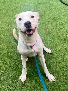 Rescue Pit Bull Terrier Dogs for Adoption in San Francisco, California - Cassie | PetCurious