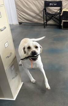 Rescue Yellow Labrador Retriever and American Staffordshire Terrier Dogs for Adoption in Baudette, Minnesota - MILO | PetCurious