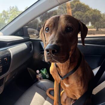 MACK -  Vizsla Dog for Adoption in Los Angeles, California - MACK | PetCurious