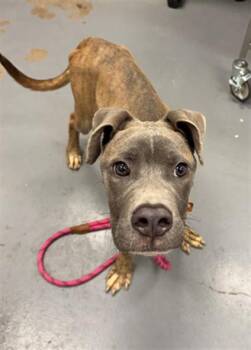 FINNEGAN -  Pit Bull Terrier Dog for Adoption in Peoria, Illinois - FINNEGAN | PetCurious