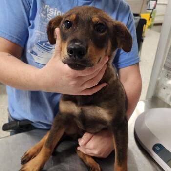 Rescue Mixed Breed Dogs for Adoption in Fredericksburg, Virginia - Club Cracker | PetCurious
