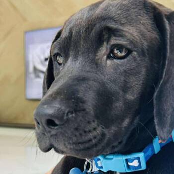 Black Labrador Retriever Dogs Available for Adoption in Blacksburg, Virginia - Pluto | PetCurious