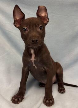 Rescue Rat Terrier Dogs for Adoption in Buffalo, Minnesota - Larry | PetCurious