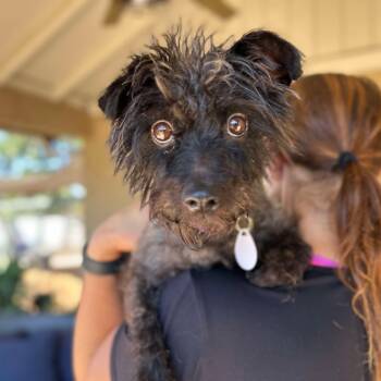 Rescue Poodle Dogs for Adoption in Ramona, California - Pinot Noir | PetCurious