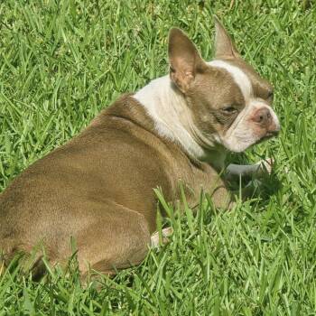 Raspberry -  Boston Terrier Dog for Adoption in Beulaville, North Carolina - Raspberry | PetCurious