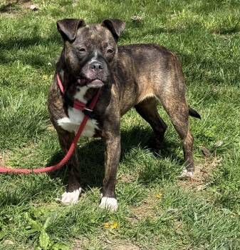 Boxer Dogs Available for Adoption in Springfield, Illinois - Gretchen | PetCurious