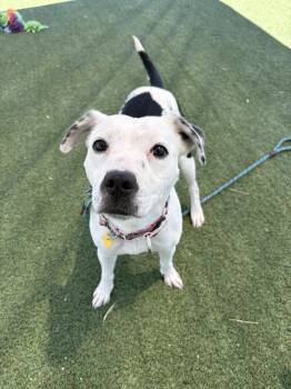 Gwen -  Smooth Collie Dog for Adoption in Cleveland, Ohio - Gwen | PetCurious