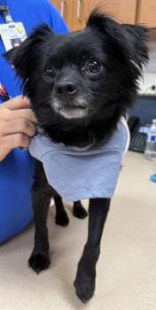 Pepper -  Chihuahua Dog for Adoption in Palm Harbor, Florida - Pepper | PetCurious