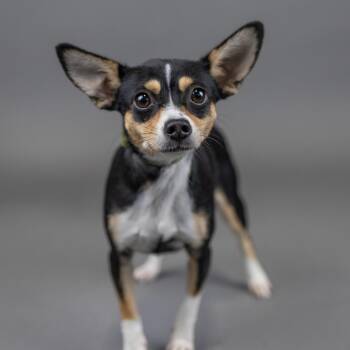 Mimi -  Chihuahua Dog for Adoption in Portland, Oregon - Mimi | PetCurious