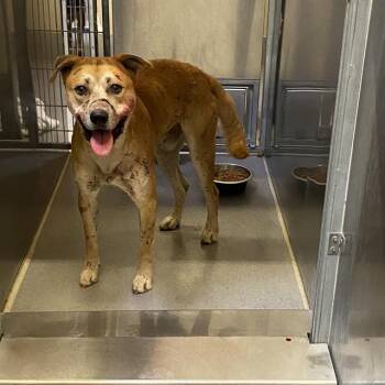 SOOKIE -  Pit Bull Terrier Dog for Adoption in Modesto, California - SOOKIE | PetCurious