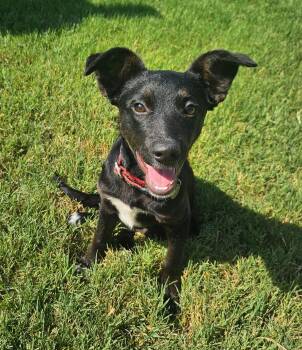 Jasmine -  Cattle Dog Dog for Adoption in Yukon, Oklahoma - Jasmine | PetCurious