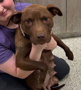 Kit Kat -  Pit Bull Terrier and Mixed Breed Dog Available for Adoption in Kansas City, Missouri - Kit Kat | PetCurious