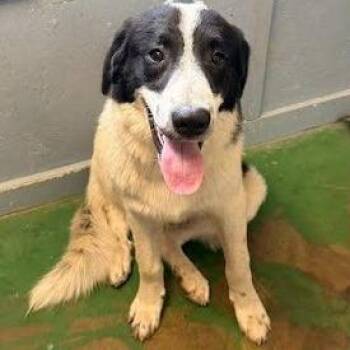 Panda -  Great Pyrenees and Mixed Breed Dog for Adoption in Hattiesburg, Mississippi - Panda | PetCurious
