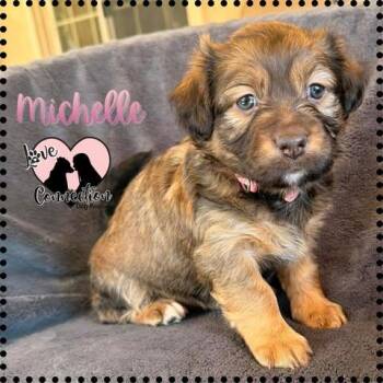 Dachshund Dogs Available for Adoption in Gilbert, Arizona - Michelle | PetCurious