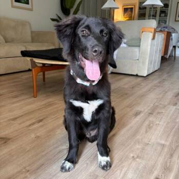 Ziggy -  Great Pyrenees Dog for Adoption in Martinez, California - Ziggy | PetCurious