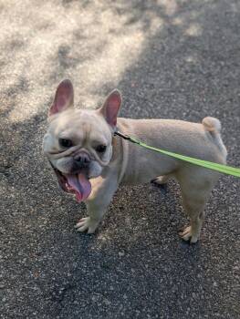 Guillermo -  French Bulldog Dog Available for Adoption in Fall River, Massachusetts - Guillermo | PetCurious