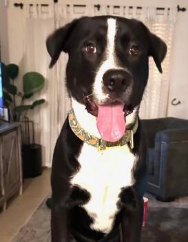 Husky and Pit Bull Terrier Dogs Available for Adoption - Ozzy | PetCurious