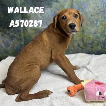WALLACE -  Doberman Pinscher and Mixed Breed Dog for Adoption - WALLACE | PetCurious