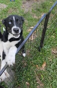 Rescue Husky Dogs for Adoption in Liverpool, Texas - Taz | PetCurious