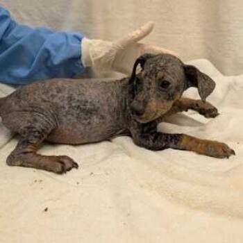 Arthur -  Terrier and Mixed Breed Dog for Adoption in Chicago, Illinois - Arthur | PetCurious