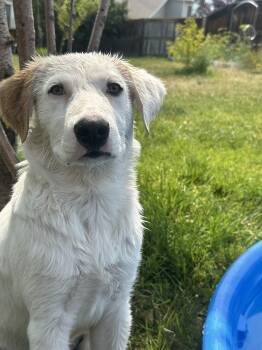 Biscuit -  Cattle Dog Dog for Adoption in Denver, Colorado - Biscuit | PetCurious