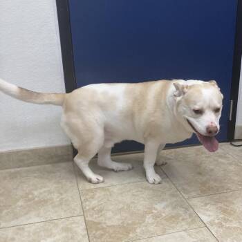 Mixed Breed Dogs Available for Adoption in Galveston, Texas - Hedwig | PetCurious