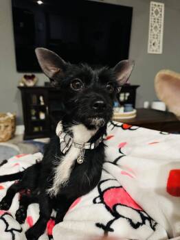 Terrier Dogs Available for Adoption in San Antonio, Texas - Teddy | PetCurious
