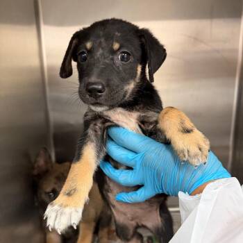 Neal -  Shepherd Dog for Adoption in Edinburg, Texas - Neal | PetCurious
