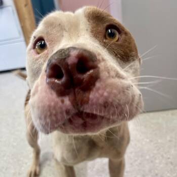 Hoss -  Mixed Breed Dog for Adoption in Huntsville, Arkansas - Hoss | PetCurious