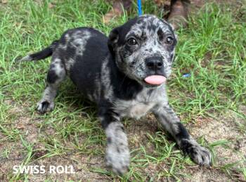 Swiss Roll -  Australian Shepherd Dog for Adoption in Washington, Georgia - Swiss Roll | PetCurious