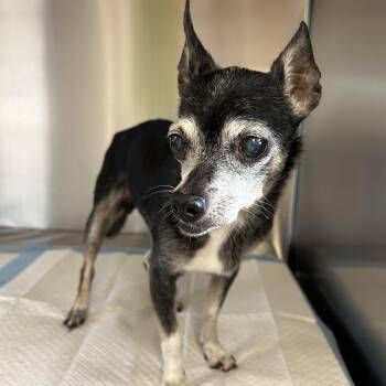 Granny 195 -  Chihuahua Dog for Adoption in Seneca, South Carolina - Granny 195 | PetCurious
