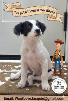 Woody -  Brittany Spaniel and Pointer Dog for Adoption in Collingswood, New Jersey - Woody | PetCurious