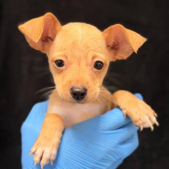 Joan Jett -  Chihuahua Dog for Adoption in San Antonio, Texas - Joan Jett | PetCurious