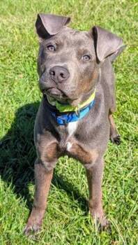 KADE -  Staffordshire Bull Terrier and Mixed Breed Dog for Adoption in Akron, Ohio - KADE | PetCurious